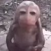 Leon Carrillo - @leon.judahhh - TikTok