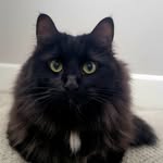 Leon Caskey - @leonthepurrrfessional - Instagram