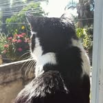Leon 🐾✨ - @_.leoncatoficial_ - Instagram