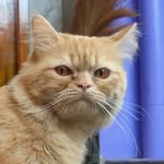 Leon 🐱 - @leoncatofficial - Instagram
