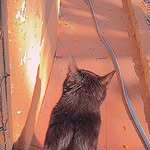 leon - @leon.cat.ok - Instagram