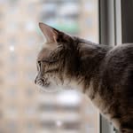 Leon - @leon_cat_official - Instagram