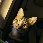Leon - @leon_catov - Instagram