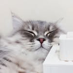 LEON - @leoncatoo - Instagram