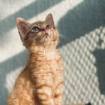 Mascotas | Pets dogs and cats - @leoncatorange - Instagram