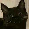 Leon - @leoncelis - TikTok