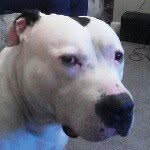 Leon chaney - @pitdad - Instagram