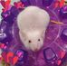 Leon Chastain - Facebook