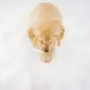 leonchiu1 - @leonchiu1 - TikTok
