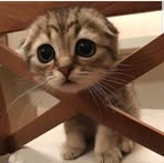 Leon Chong - Facebook