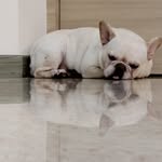 Leon Chong - @excowardlydog - Instagram