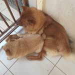 Leon & Clarinha - @leon_and_clarinha - Instagram