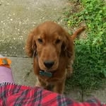 Leon 🦴🦴 - @leon_cockerspaniel_ - Instagram