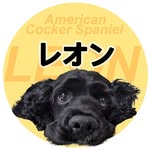 レオン - @leon_cocker_111 - Instagram