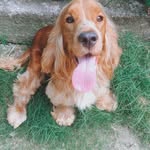 Leon cocker 🐾 - @leoncockerspanielll - Instagram