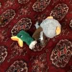 @leon_cocker_pepere - Instagram