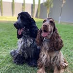 🤍LEON COCKER SPANIEL 🇲🇽 - @cockerspanielleon - Instagram