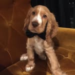 @leon_cockier_spaniel - Instagram