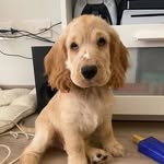 LEÓN - @leon.cockersp - Instagram