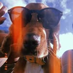 León - @leon.cockerspaniel - Instagram