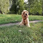 Leon - @leon_cocker_spaniel - Instagram