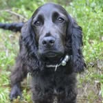 Leon - @leoncockerspaniel - Instagram
