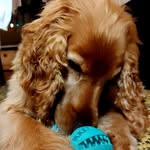 @leoncockerspaniel_erlangen - Instagram
