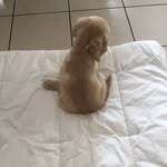 Léon's world 🐾🌍 - @leon.cocker.americain - Instagram