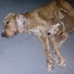 Milo&León&Oli - @milo_leoncocker - Instagram