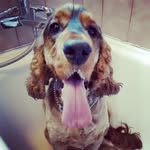 @the Sable Cocker Spaniel - @leon_cocker - Instagram
