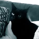 Leoncollatin - @leoncollatin - Instagram