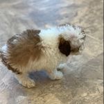 Sir-Lèon Corbett - @sirleoncorbett - Instagram