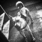 Leon Cornelius - @leoncornelius2789 - Instagram