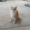 Leon Costa - @leon.costa70 - TikTok