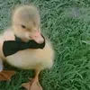 leoncroft - @leoncroft - TikTok