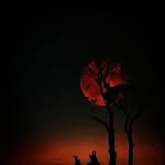 serhat - @leoncrow54 - Instagram