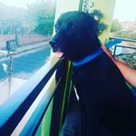 Leon Dennis 🐕‍🦺❤ - @leon_dennis_01 - Instagram