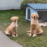 🇨🇱🐾 Simba León Wiemberg Eggers - @simbaymilowiemberg - Instagram
