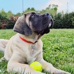 Leon Ruben Fanizza - @leon_englishmastiff - Instagram