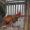 Leon Galls - @leon.galls - TikTok