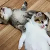 leongregory997 - @leongregory997 - TikTok