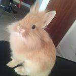 Lunita Leon Head🐰🥕🇨🇱🇻🇪 - @lunita_rabbit - Instagram