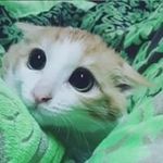 Leon Huỳnh - @leon_percynal - Instagram