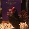 rooster - @leonjoyner3 - TikTok