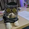 Leon Si Kucing Kantor - @leonsikucingkantor - TikTok