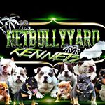 Leon Kemp - @netbullyyardkennel - Instagram