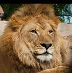 Leon King - Facebook