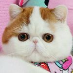 Leon Korman - @korman.leon - Instagram