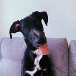 Л Е О Н 🐾 - @_leon_kurtz_ - Instagram