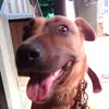bob - @leonlacey848 - TikTok